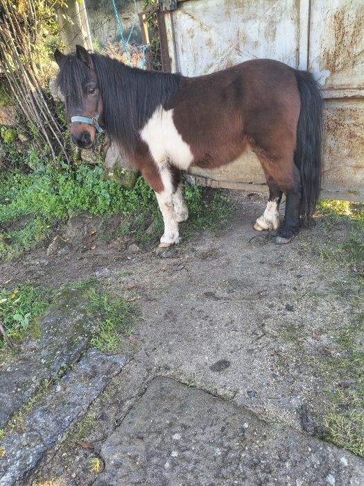 Ponei muito manso e meigo