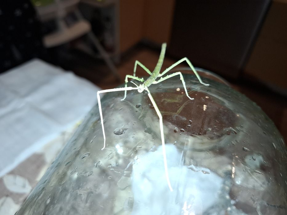 Mlodziutkie patyczaki