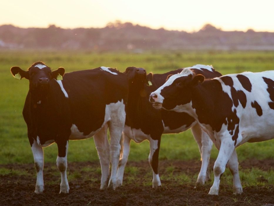 Pierwiastki stado pod ocena