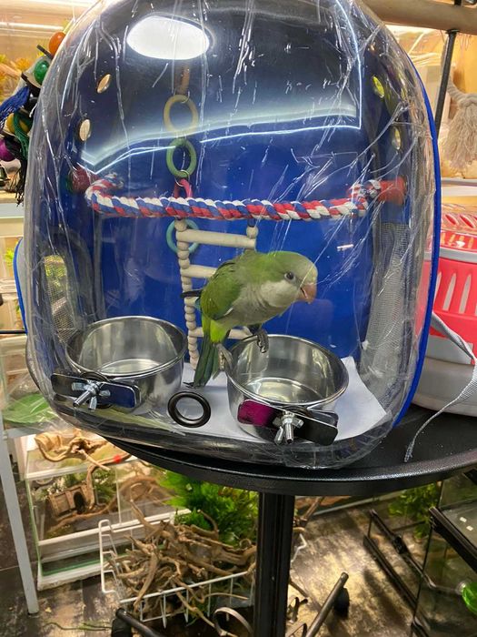 Переноска - рюкзак для птахів, гризунів, рептилій, тхориків тощо