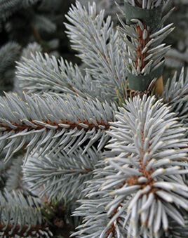 Хупсі (2,3річні), ялина блакитна