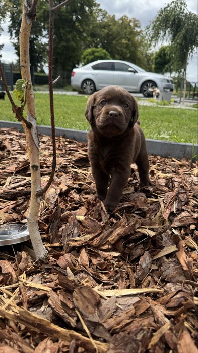 Labrador Retriever czekoladowy  pies gotowy na nowy dom