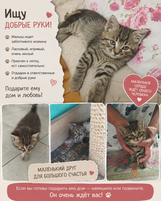 Котёнок отдам в добрые руки