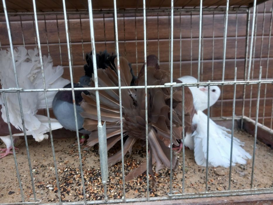 Pawiki różne kolory