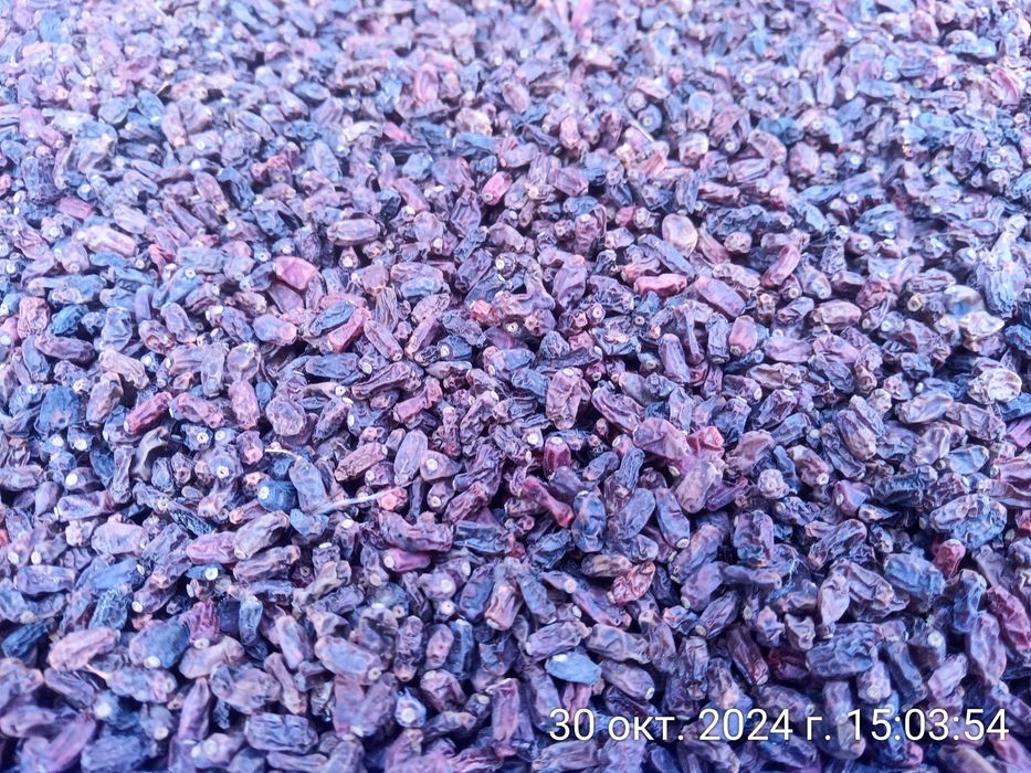 Барбарис сушёный, собранный в лесу.