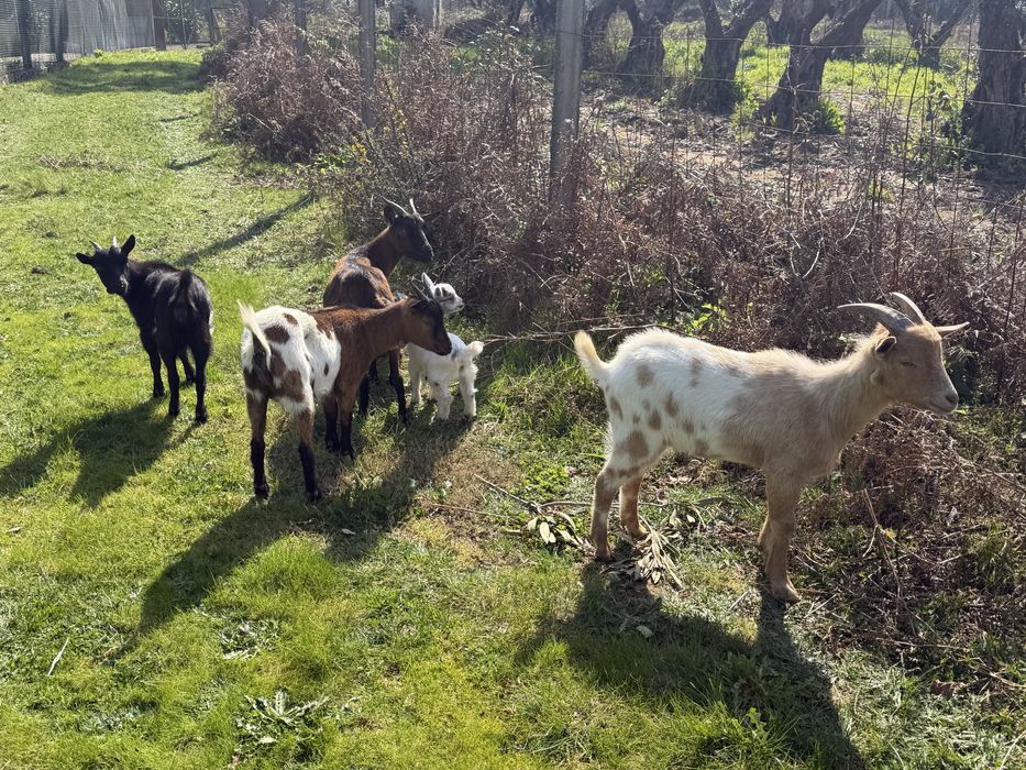 Rebanho de 7 cabras anas