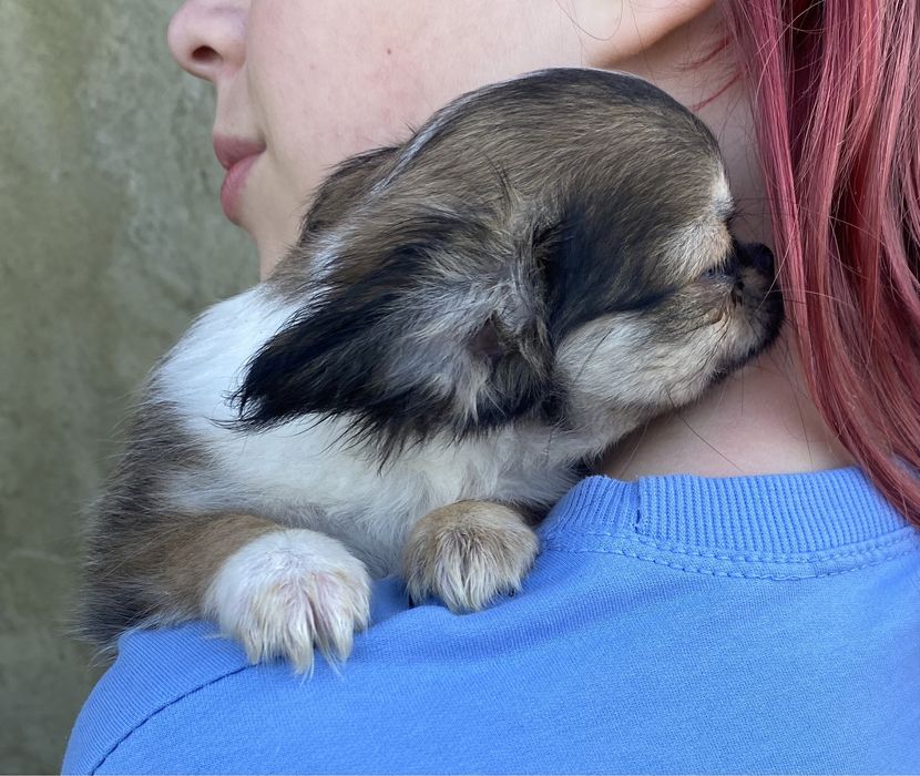 Маленьке сонечко)