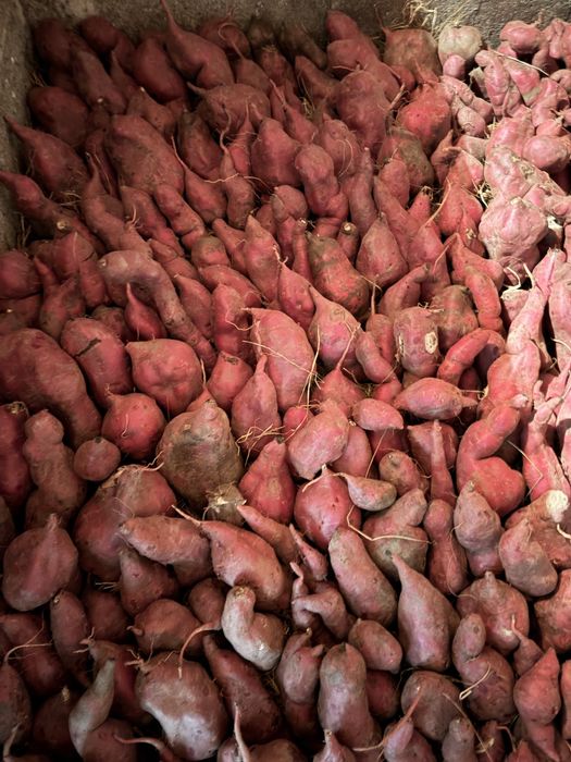 Batata doce 5€/5kg