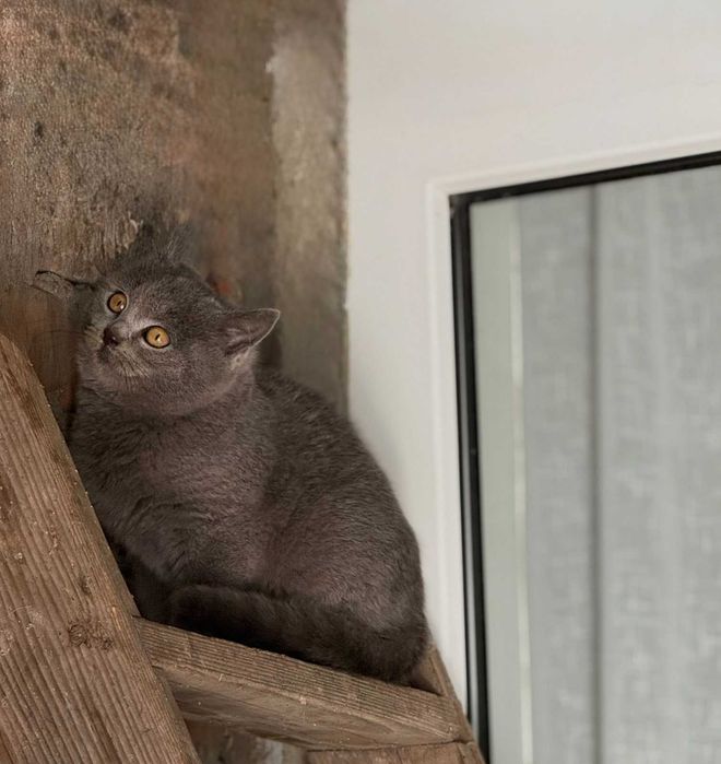 Кошеня за символічну ціну