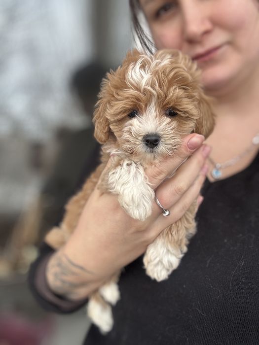 Мальтіпу кривий ріг ексклюзив