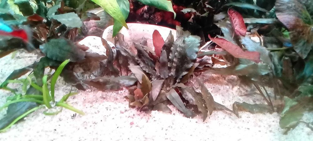 Cryptocoryne wendtii Brown