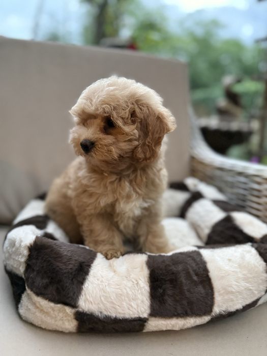Maltipoo f1 suczka pudel toy red & maltańczyk