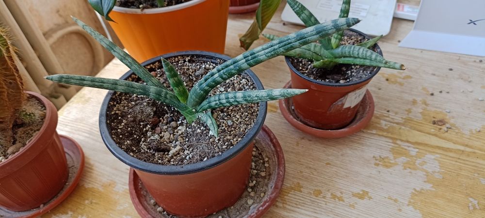 Сансевьера цилиндрическая