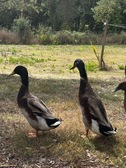 Pato corredor indiano orgânico / organic Indian runner ducks