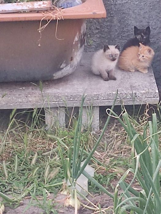 Vem buscar -me gatinhos para doar