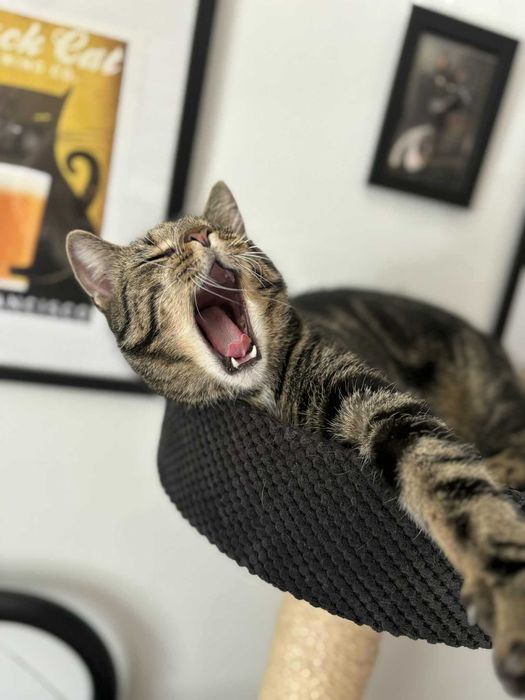 Sebastian szuka domu!