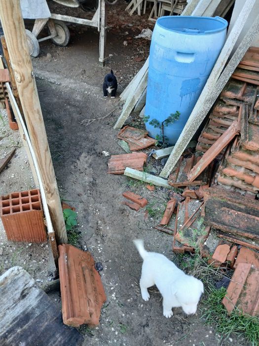 Cachorras para adotar