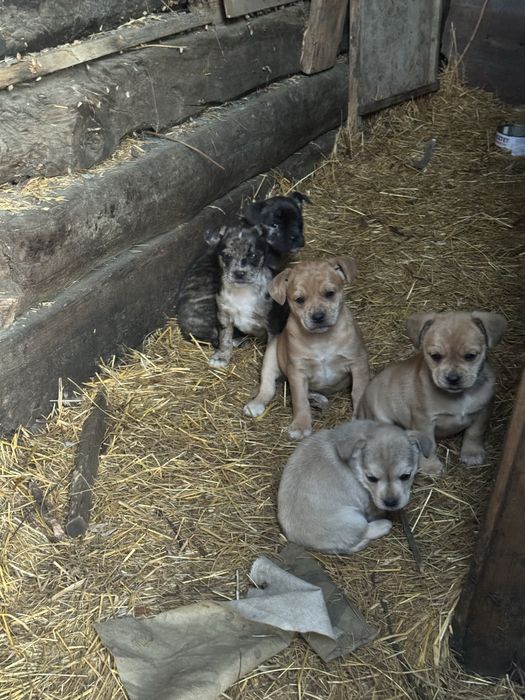 Щенята шукають родину