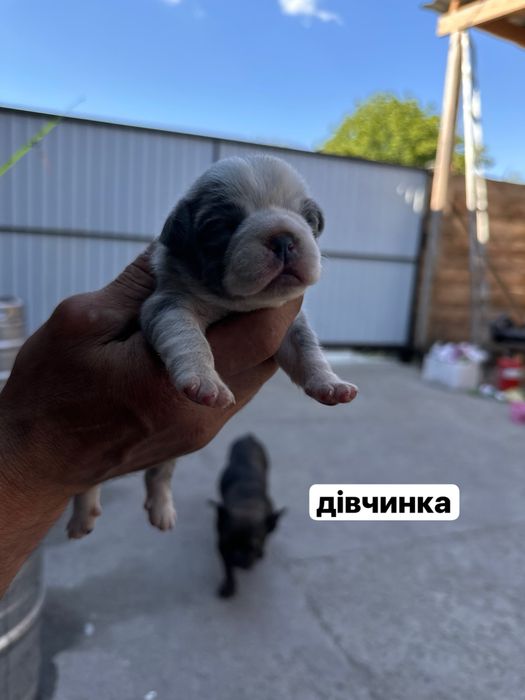Цуценята французького бульдога