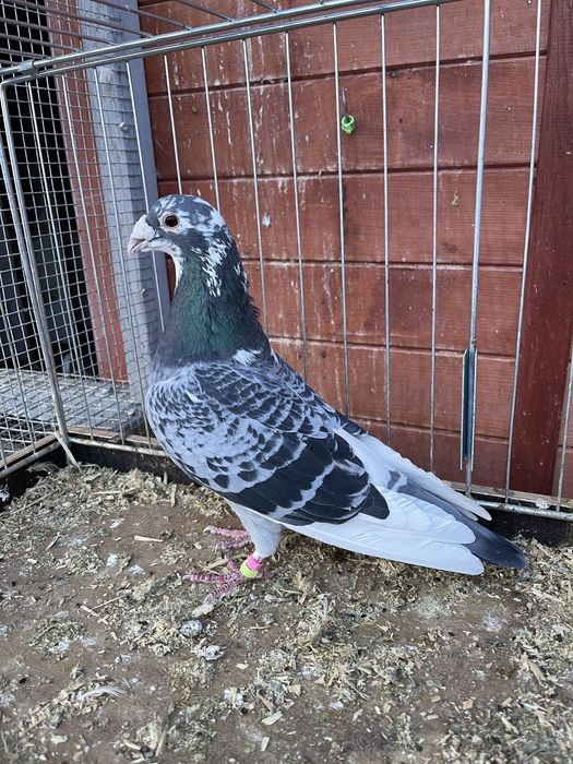 Aarden 10 lotnik oddziału