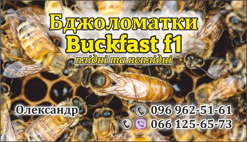 Backfast Бакфаст