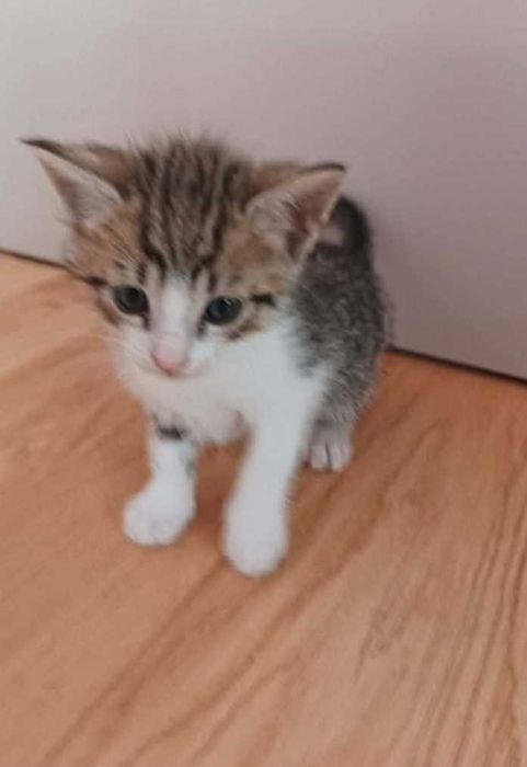 Kociczka do adopcji