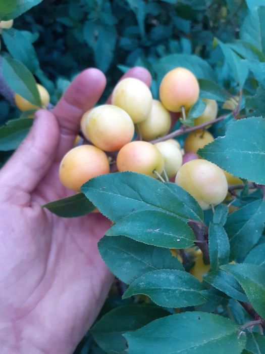 Orzechy Włoskie ZIELONE i Różne Owoce