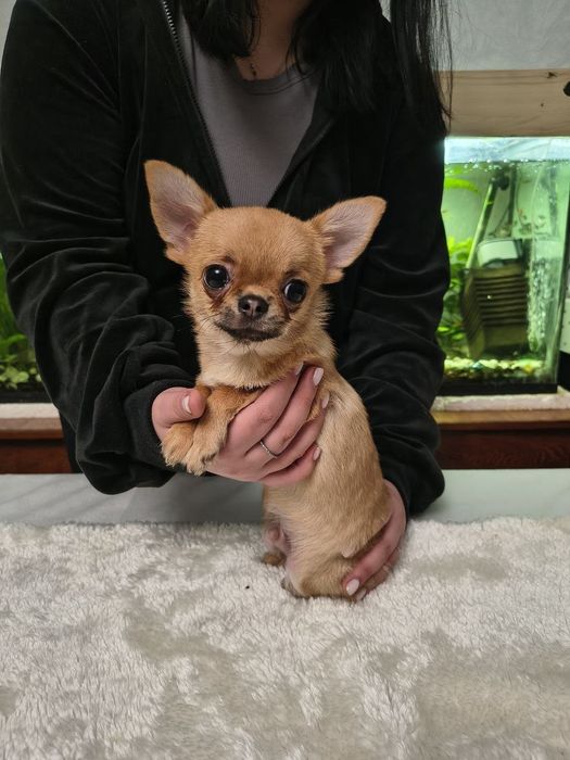 Продам мальчика чихуахуа