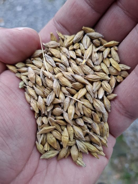 Sprzedam jęczmień jary 2025