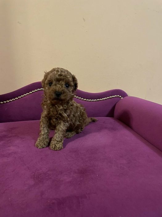 Pudel miniaturowy Suczka