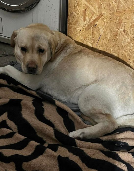 Czyja zguba? Lablador