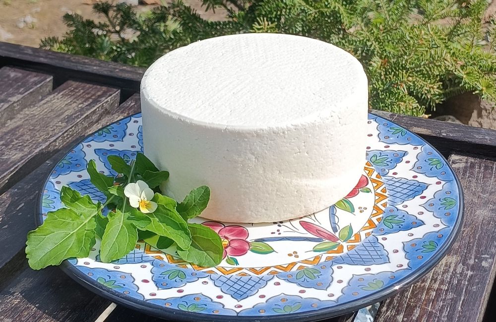 Kozie mleko i sery od kóz Alpejskich