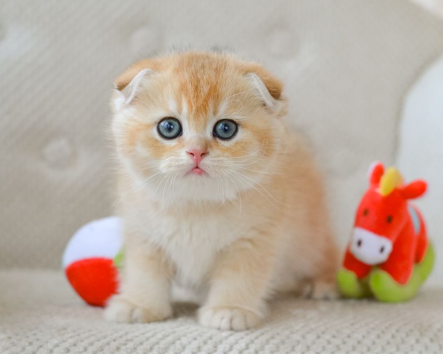 Золотые котята скоттиш фолд