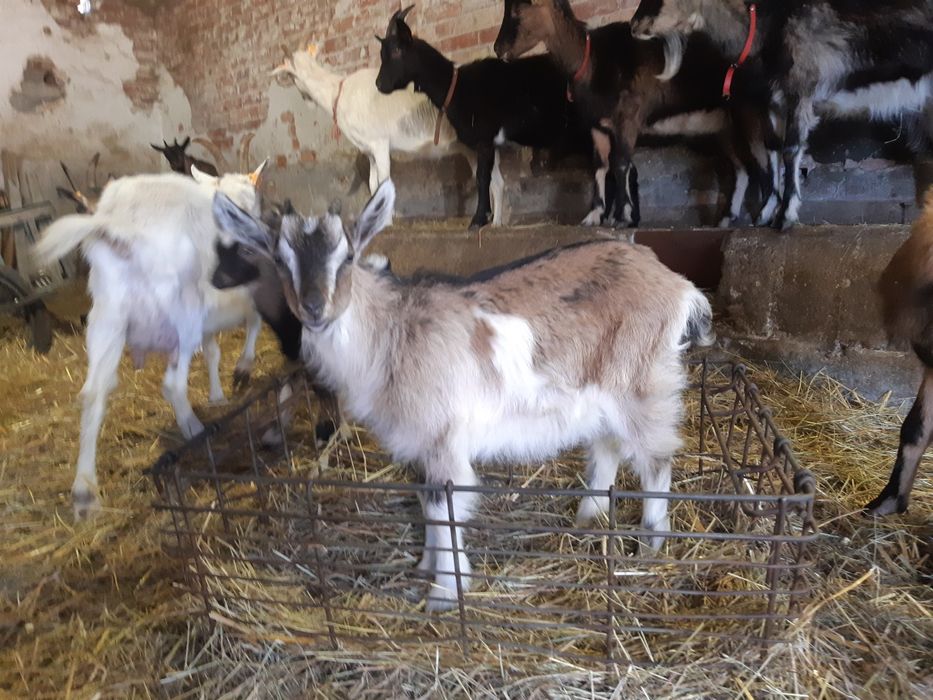 Sprzedam kózki mieszanki ras mlecznych