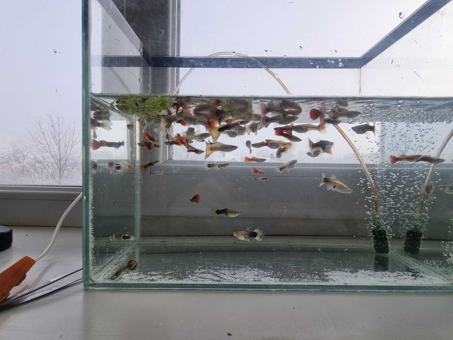 акваріумістика рибки