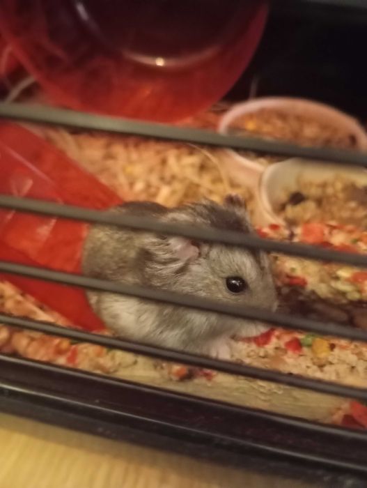 zwierzę (chomika)