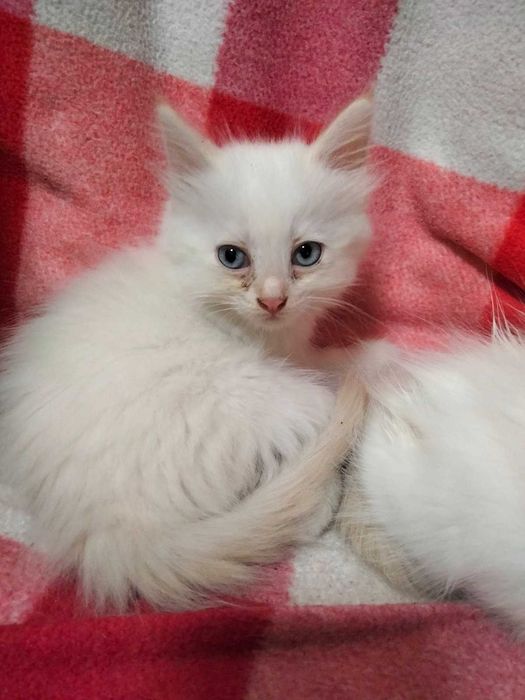 Котята бесплатно.
