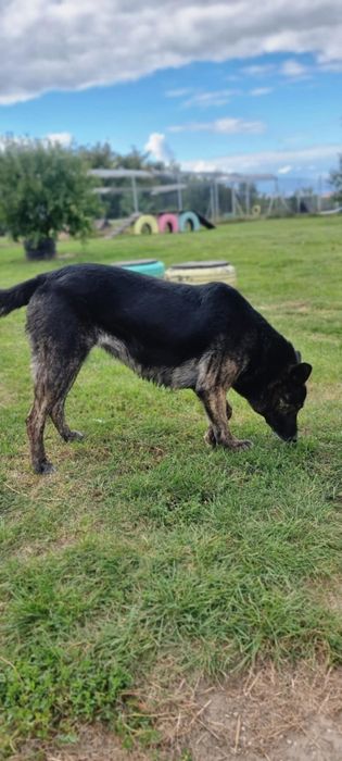 Mona do adopcji!