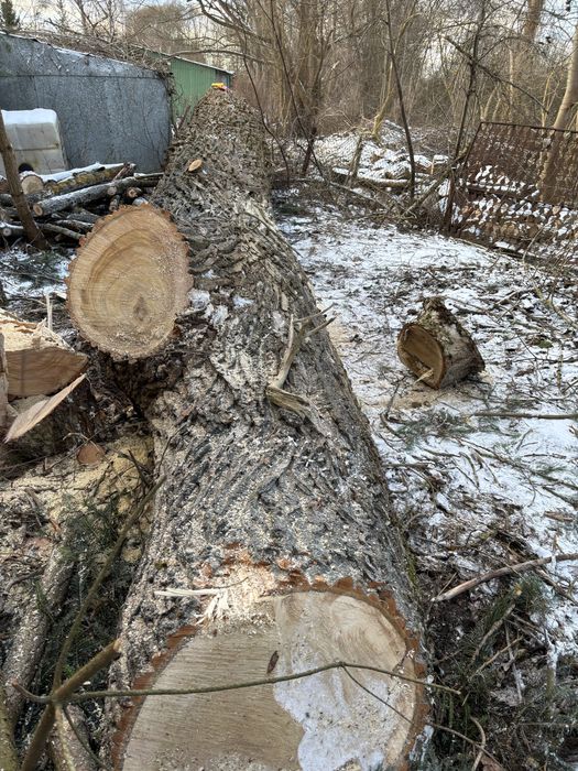 Topola drzewo tartaczne, dłużyca