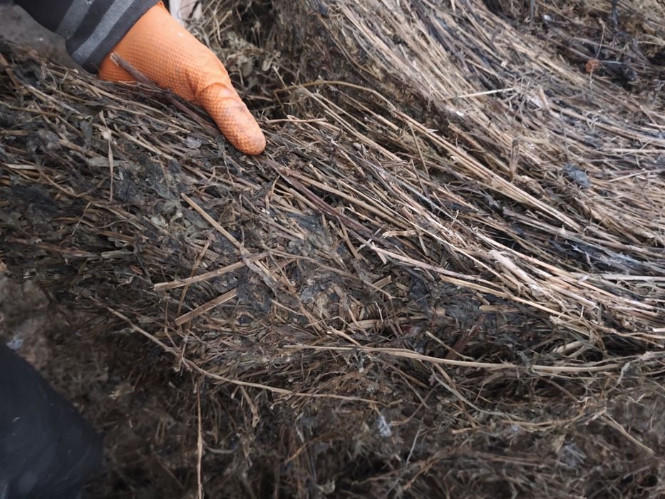 Bele lucerny, kiszonka