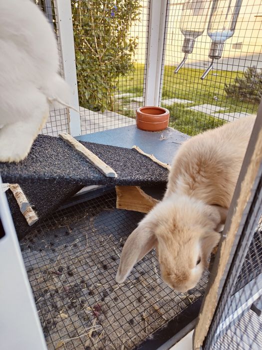 Coelhos belier orelhudos