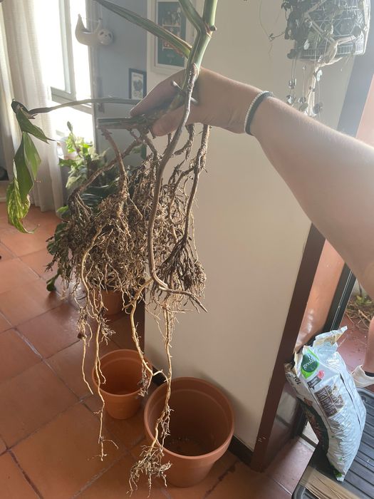 Monstera deliciosa variegata