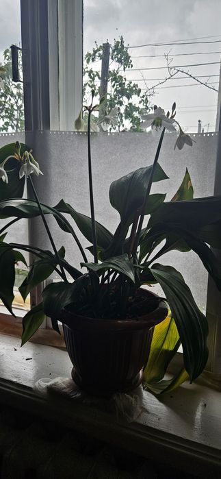 Вазони, квітне білим цвітом