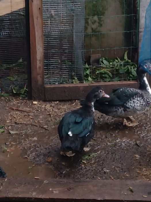 Aves de campo domesticas