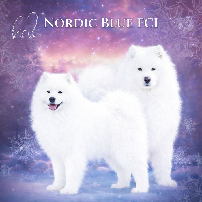 Wybitny piesek samoyed z rodowodem ZKwP FCI