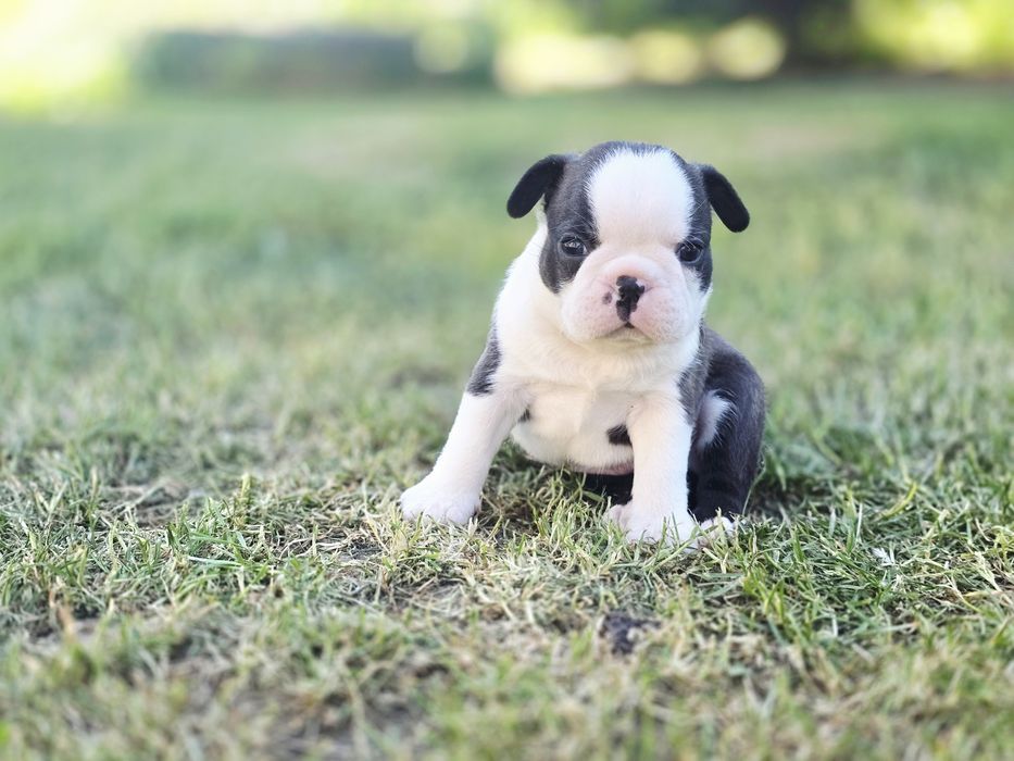 Boston Terrier chłopczyk
