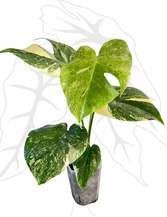 Monstera Legacy Ø-9 cm H-15 cm
