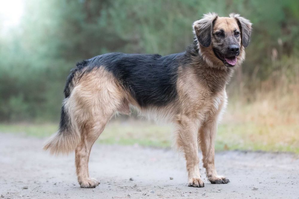 CZINI - młody wesołek