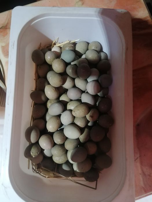 Ovos de coderniz aná 5€ a dúzia