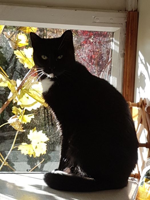 Kocurek 3 lata potrzebuje kochającego domu